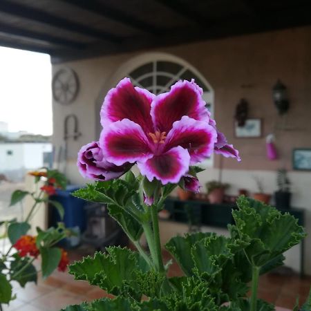 Appartamento Casa Papi Lajares Esterno foto